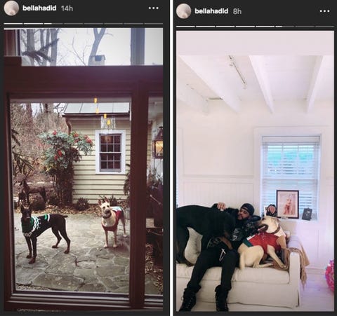 The Weeknd dan Bella Hadid juga menghabiskan waktu Natal bersama anjing mereka (dok. Elle)