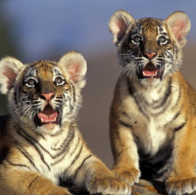 bengal tiger, panthera tigris tigris, cub