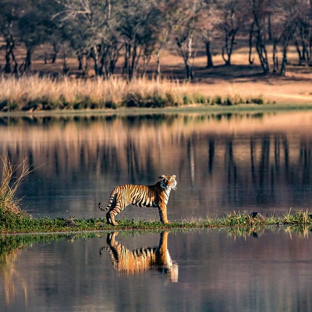 Safari holidays - India tiger watching holiday