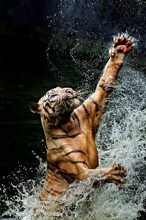 Tiger jumping in river, Ragunan, Jakarta, Indonesia