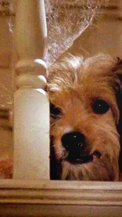 Benji - Classic Movie on Netflix