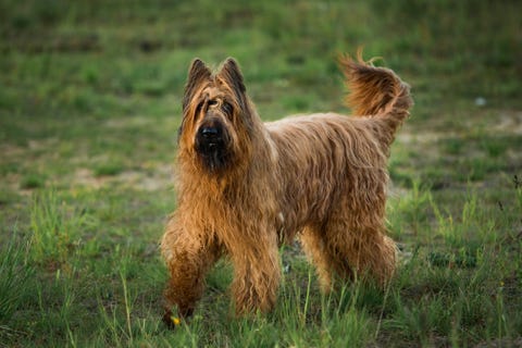 a dog with long shaggy hair