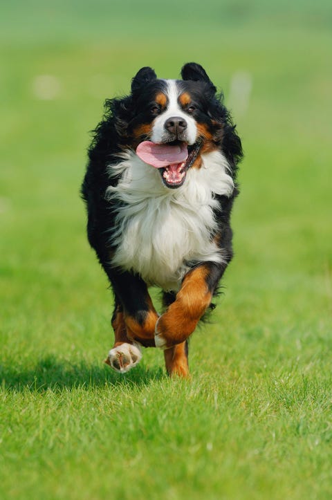 are bernese mountain dogs good swimmers