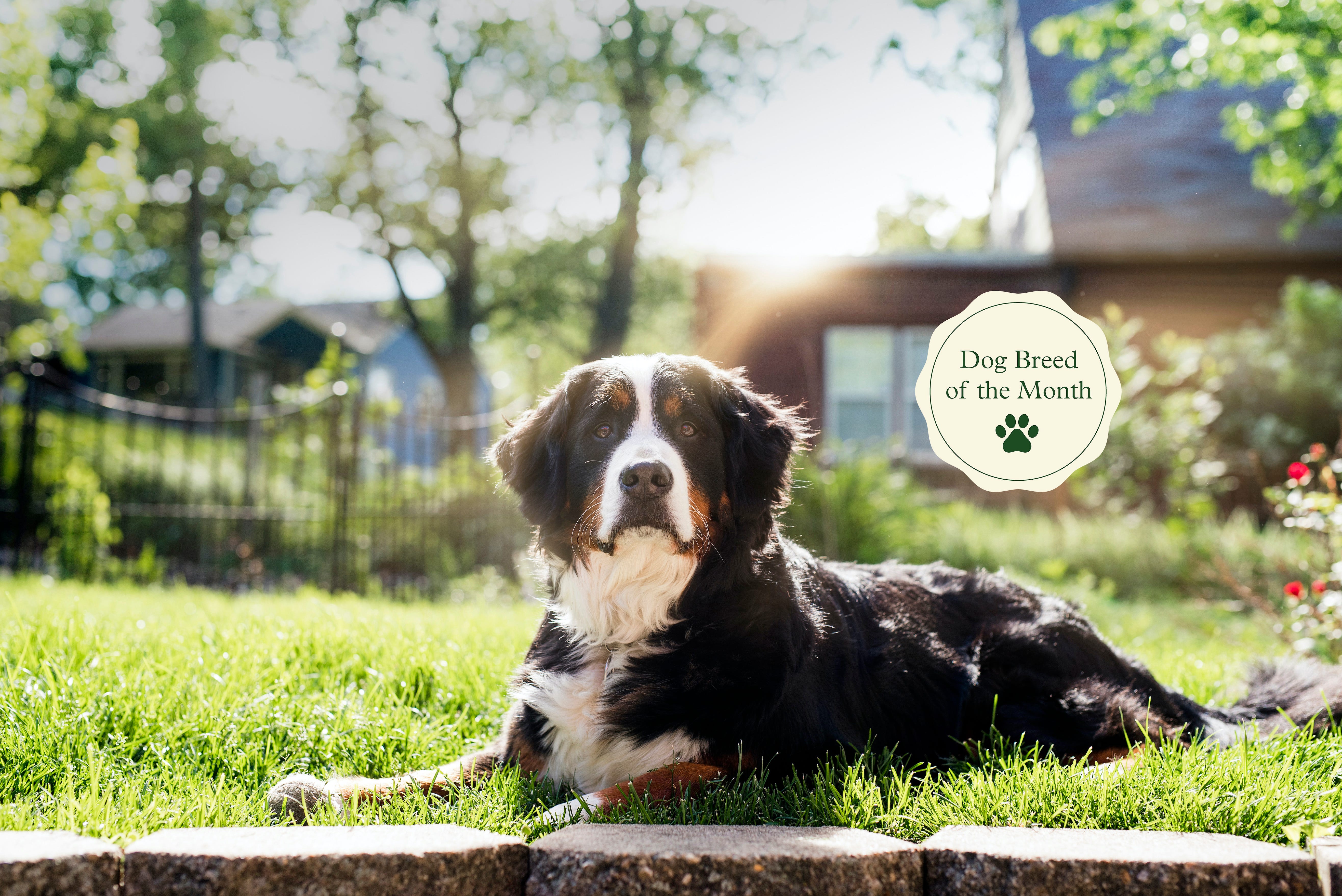 are bernese mountain dogs right dogs