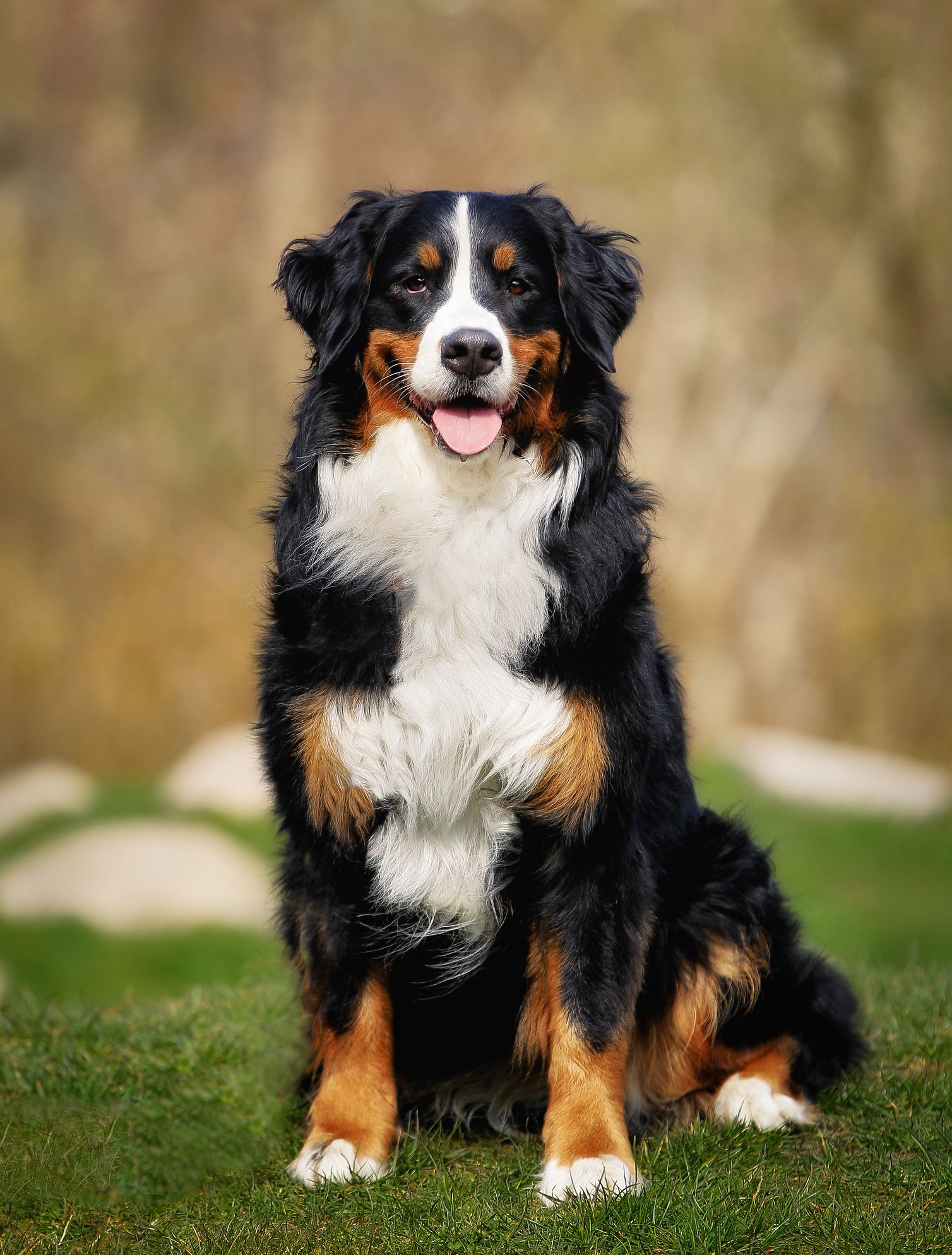 large breed herding dogs