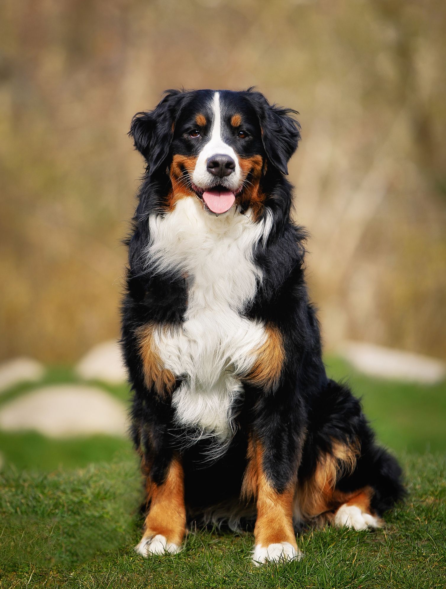 large dog breeds