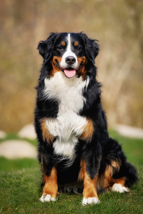 Bernese mountain dog