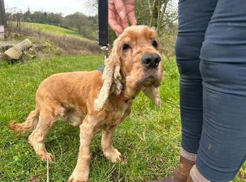 could you offer one of these loveable older dogs a home
