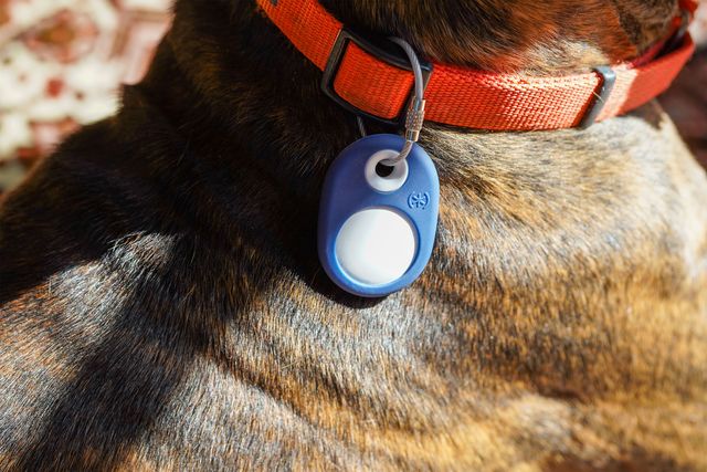 a dog wearing a collar with an airtag