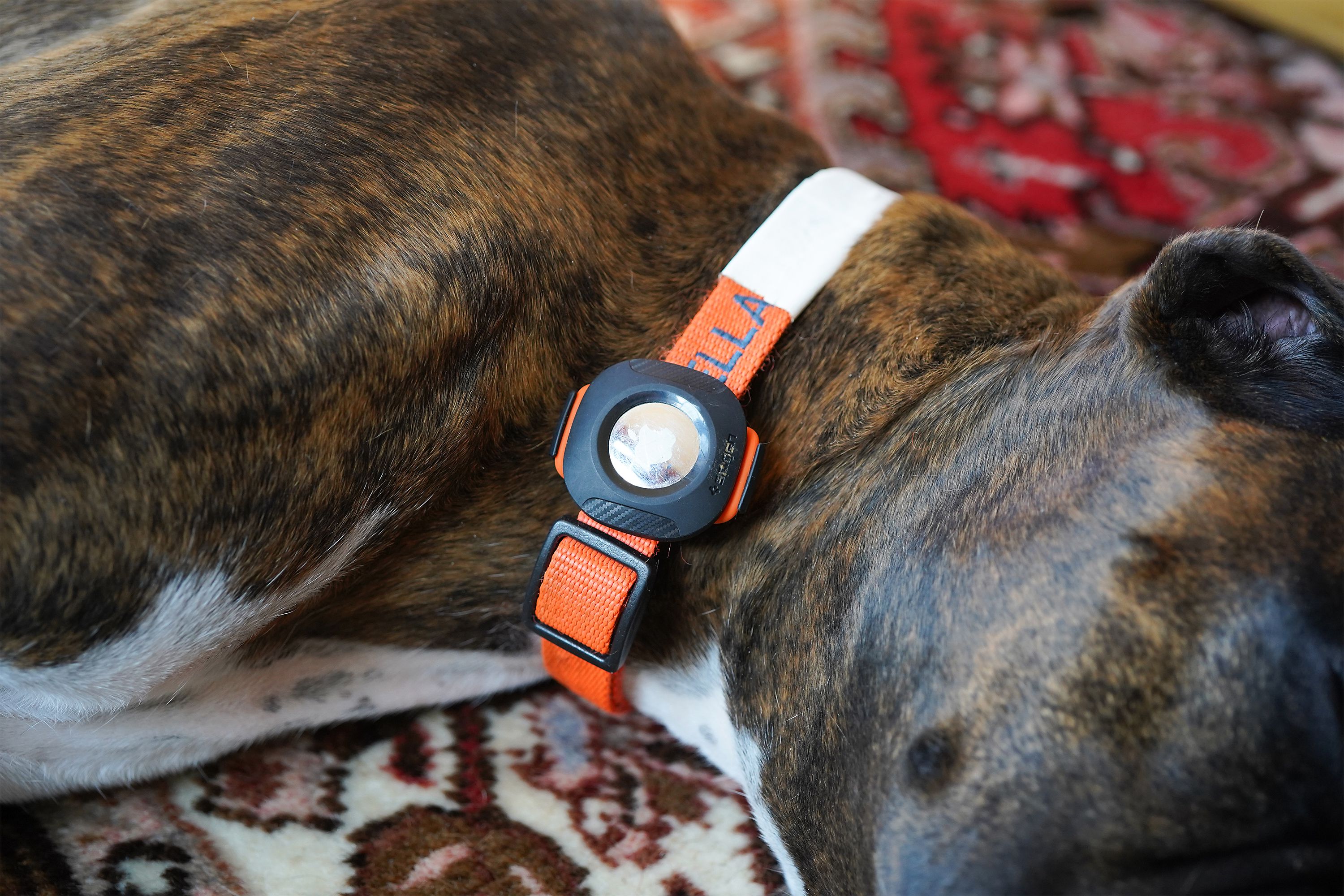 The Best AirTag Collars and Accessories for Pet Tracking