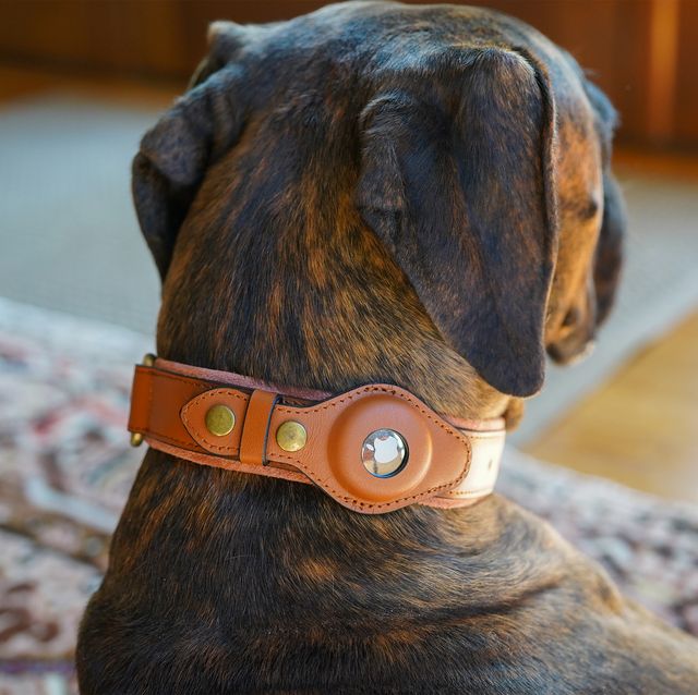 Væsen Overskyet Indkøbscenter The Best AirTag Collars and Accessories for Pet Tracking