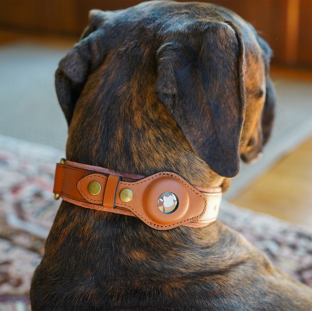 a dog wearing a collar with a pet tracker
