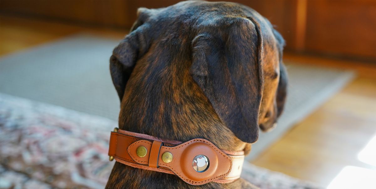 Classic Brown Chewy V Dog Collar and Leash Set