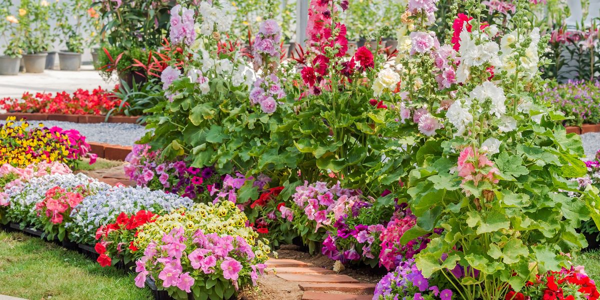 15 Best Annual Flowers - Annual Flowers List on Annual Flower Bed Designs
 id=98736