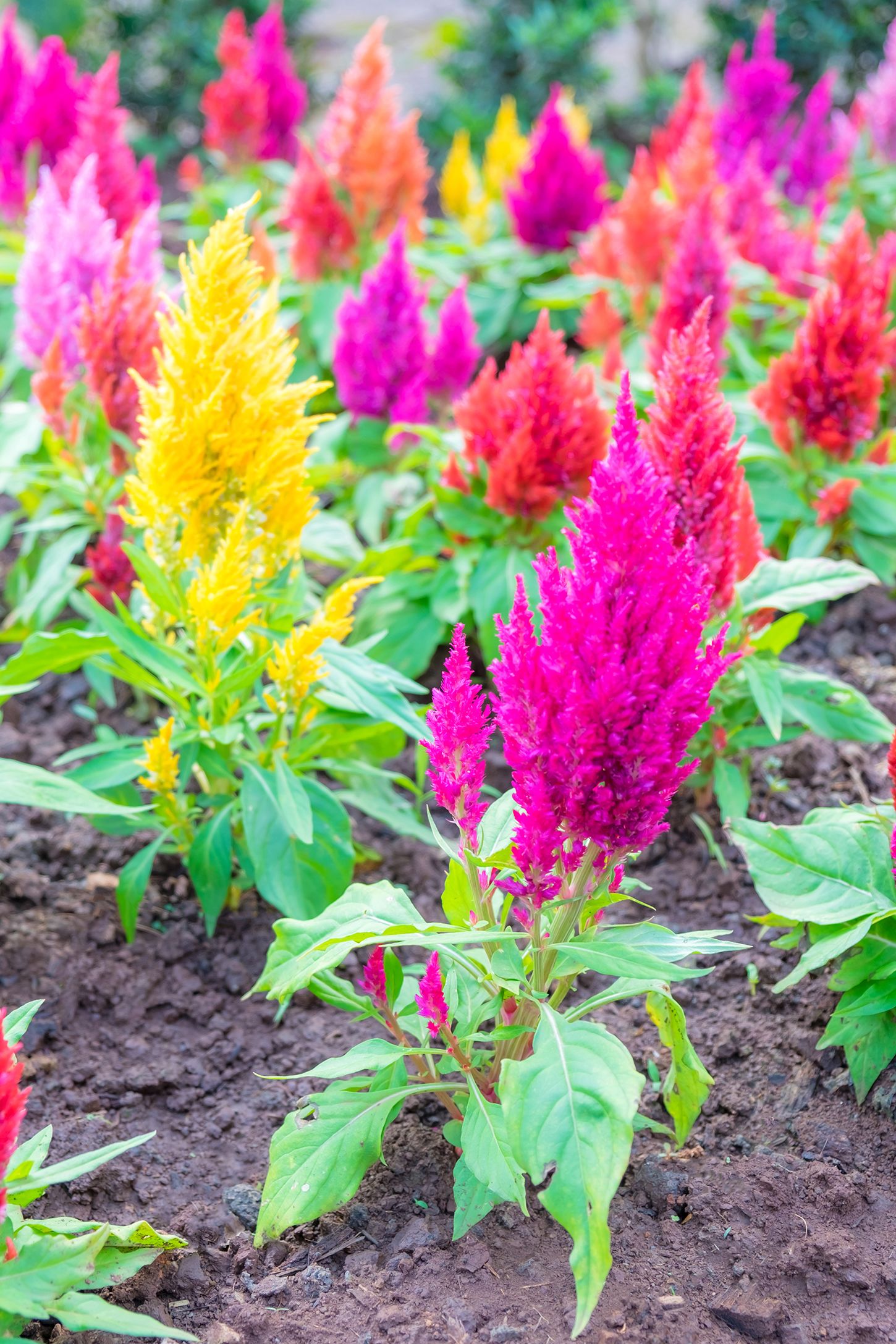celosia flowering fiore partial colorful maintenance annuals variopinto thrive aifaafly countryliving piuma