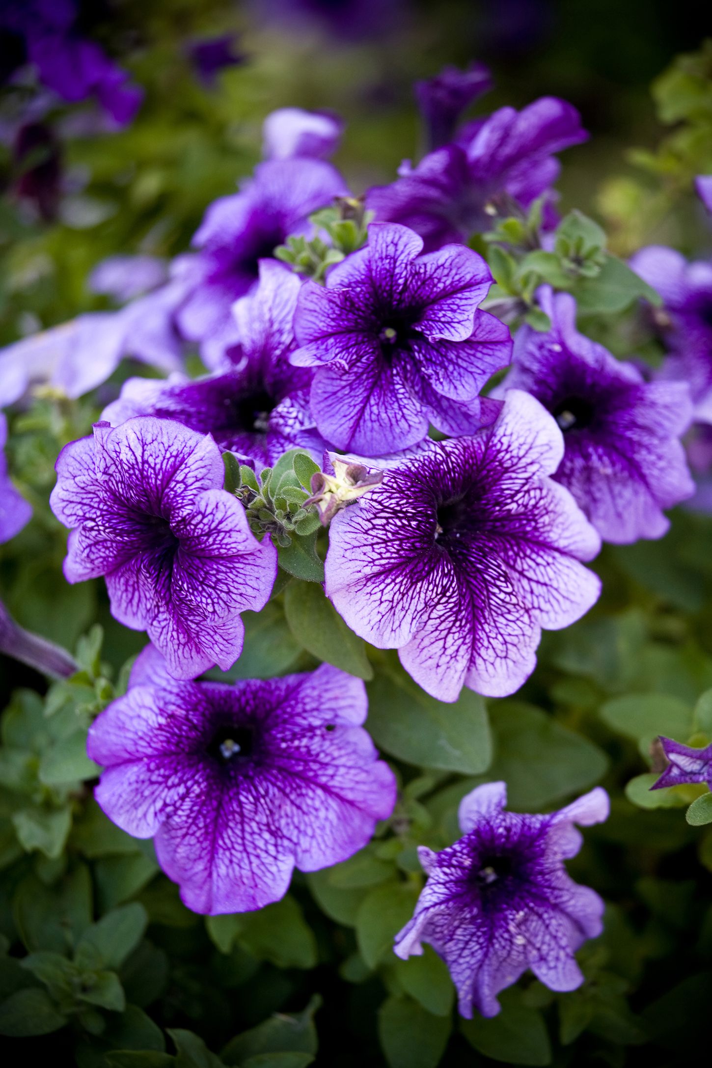 Annual Flowers For Sale Uk : Annual seeds are easy to germinate, come ...