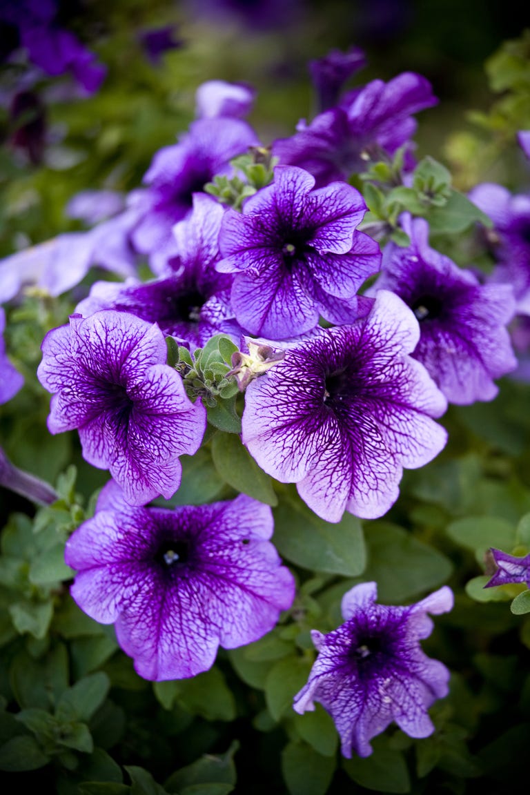 15 Best Annual Flowers Annual Flowers List