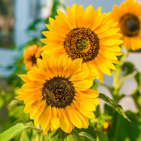 girasoles