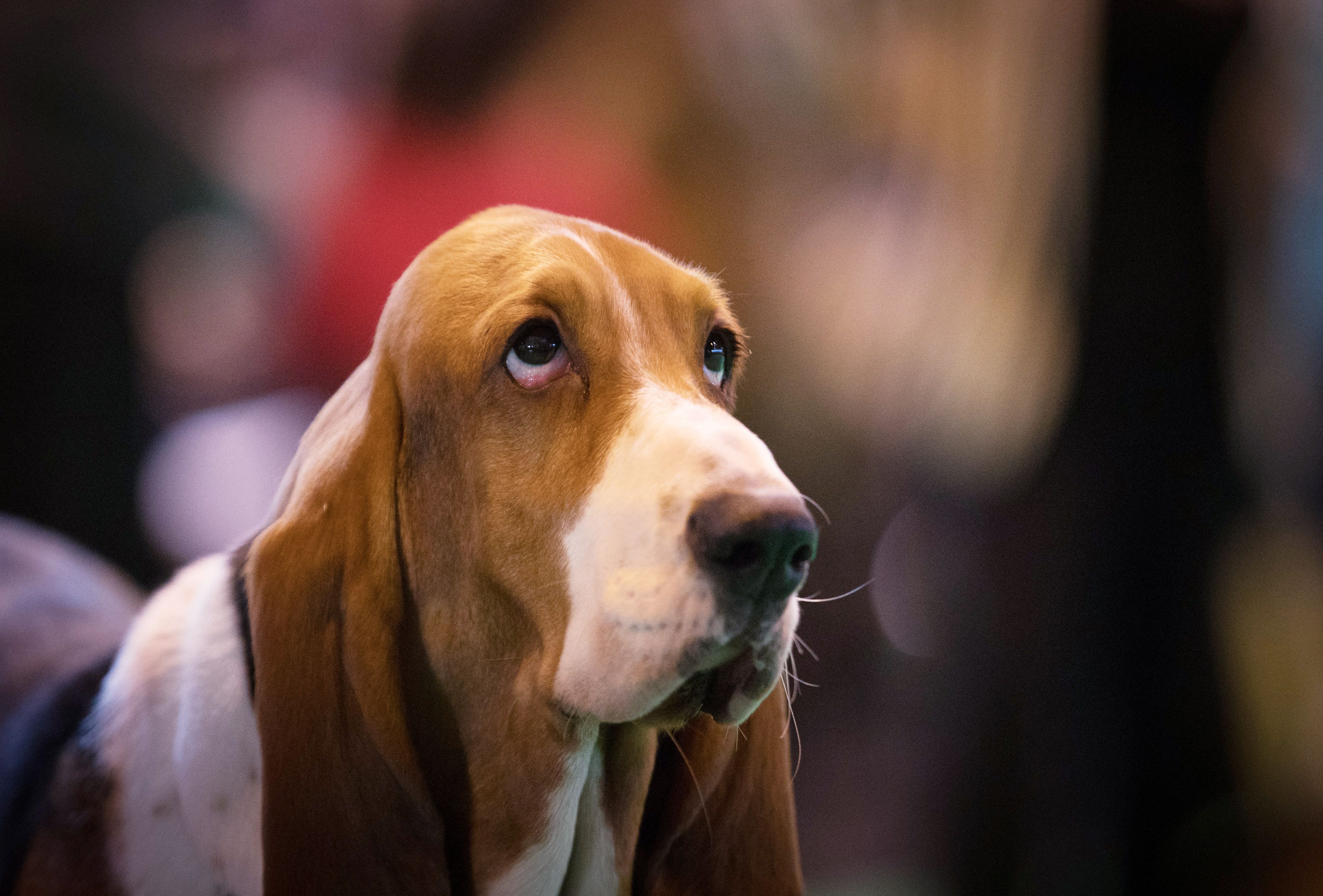 basset hound hypoallergenic