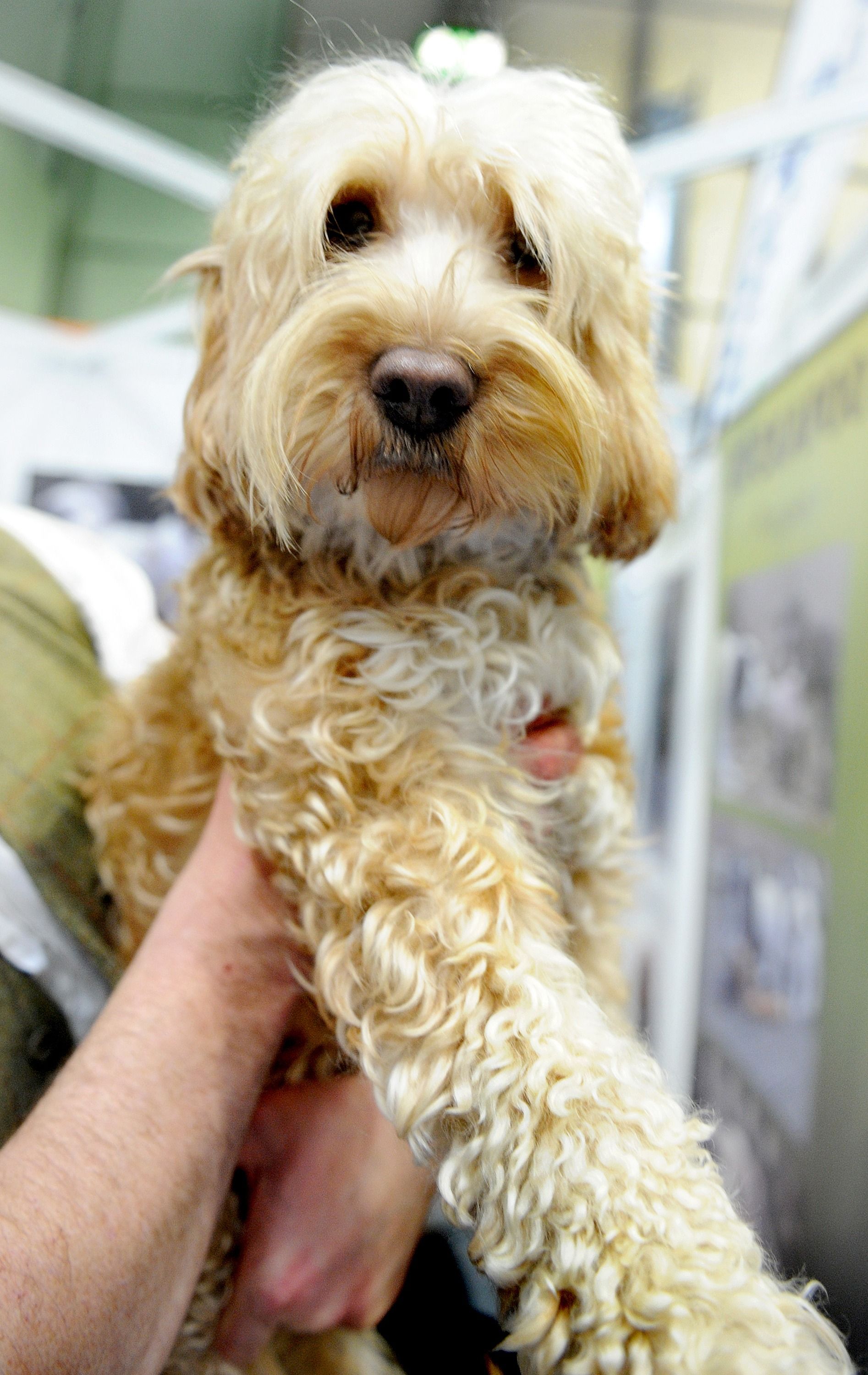 cockapoo apartment