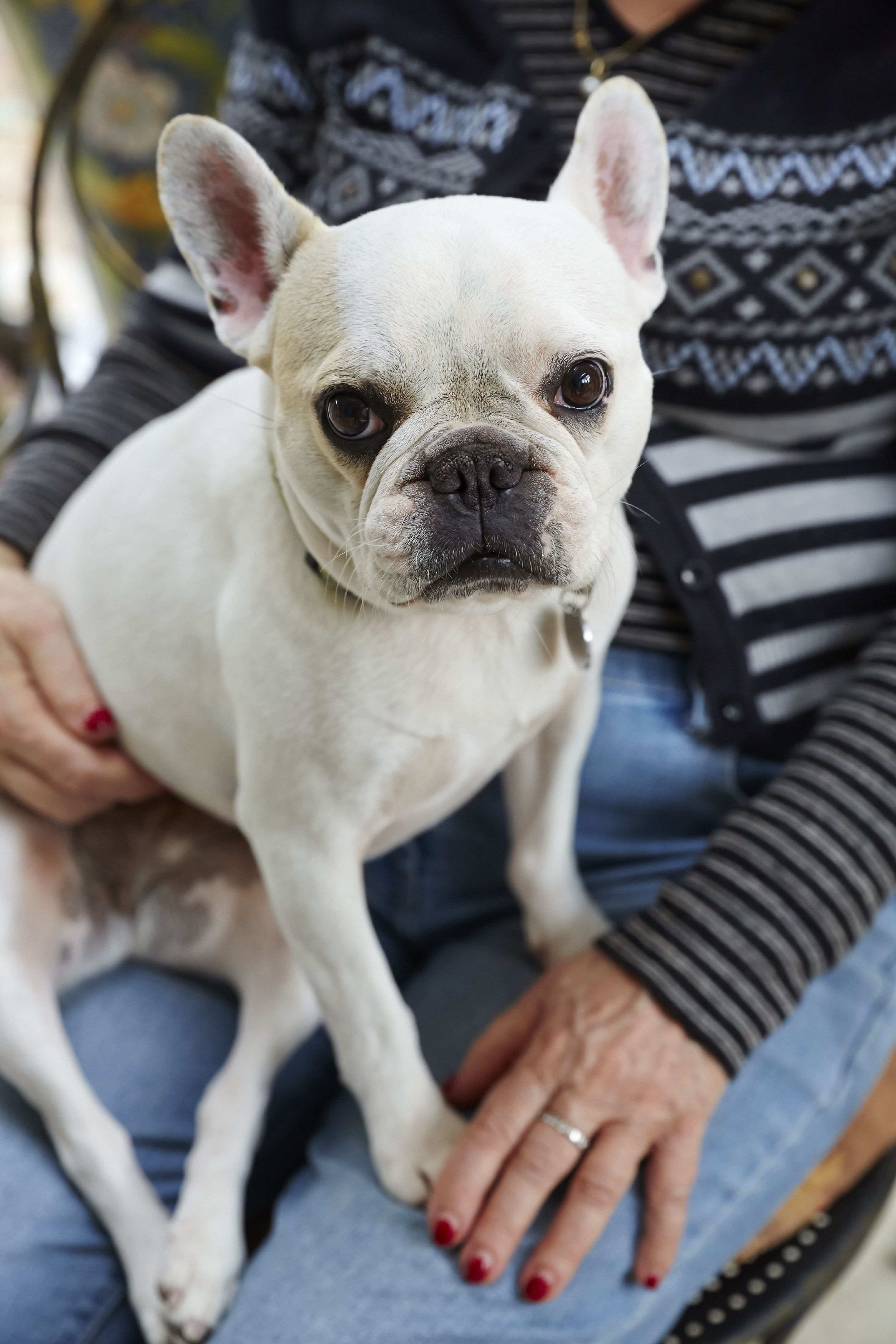 are french bulldogs miniature hypoallergenic