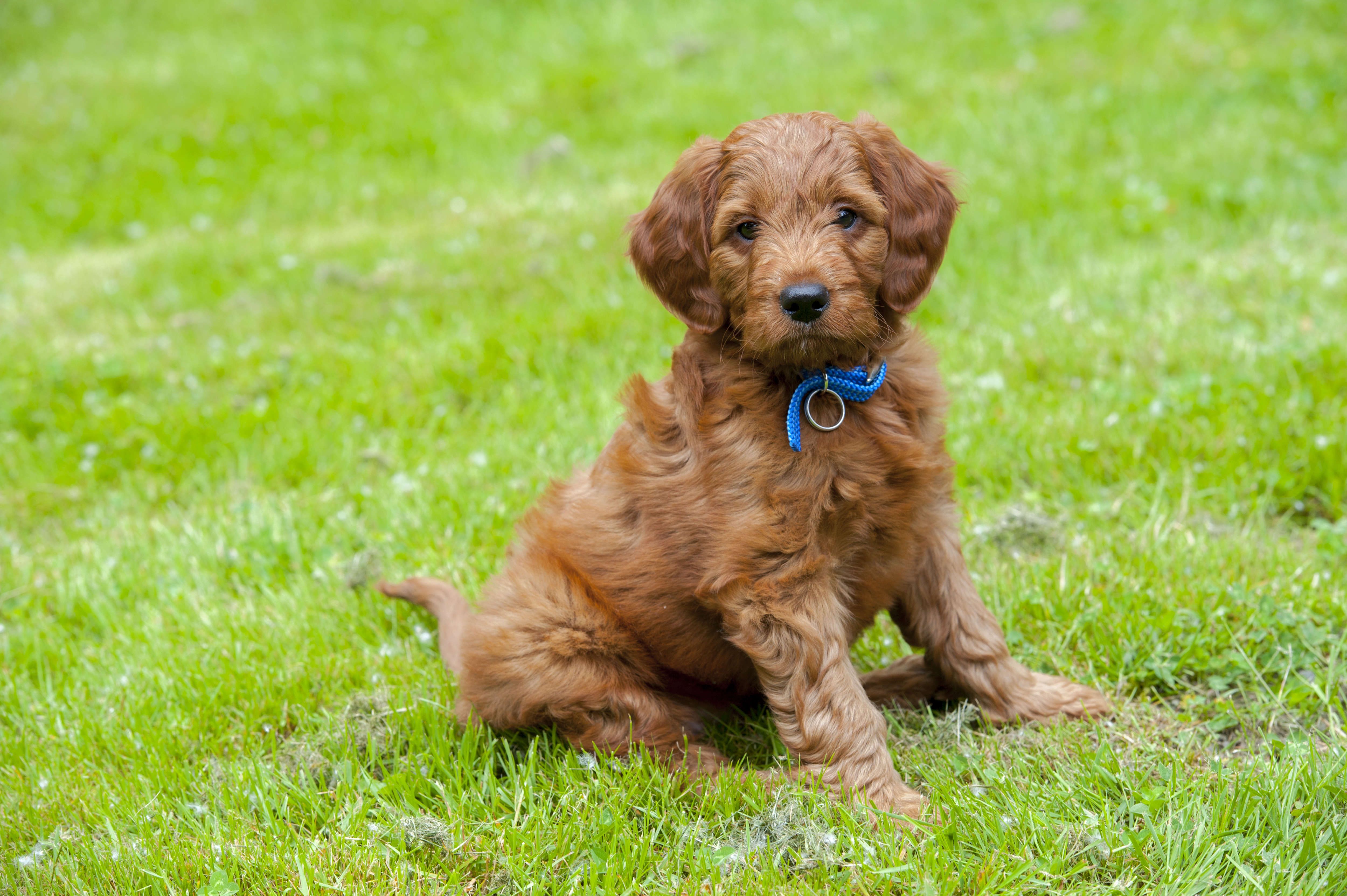 best dog breed for apartment