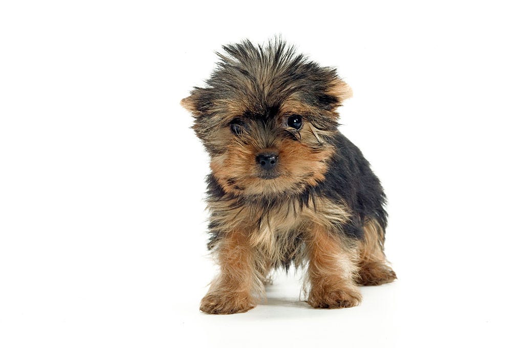 are yorkshire terrier good for apartments