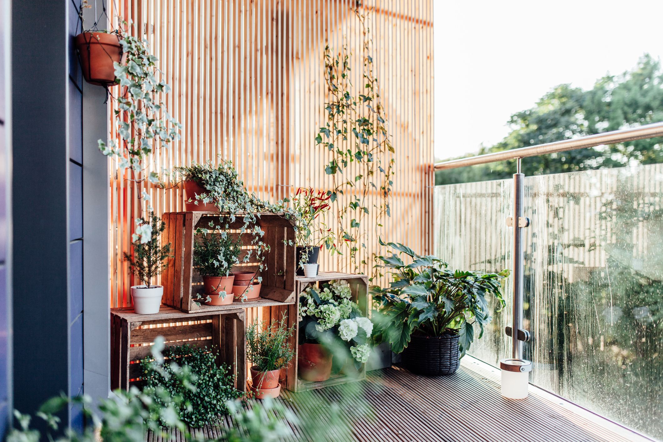 21 Best Balcony Plants - Apartment Balcony Plant Ideas