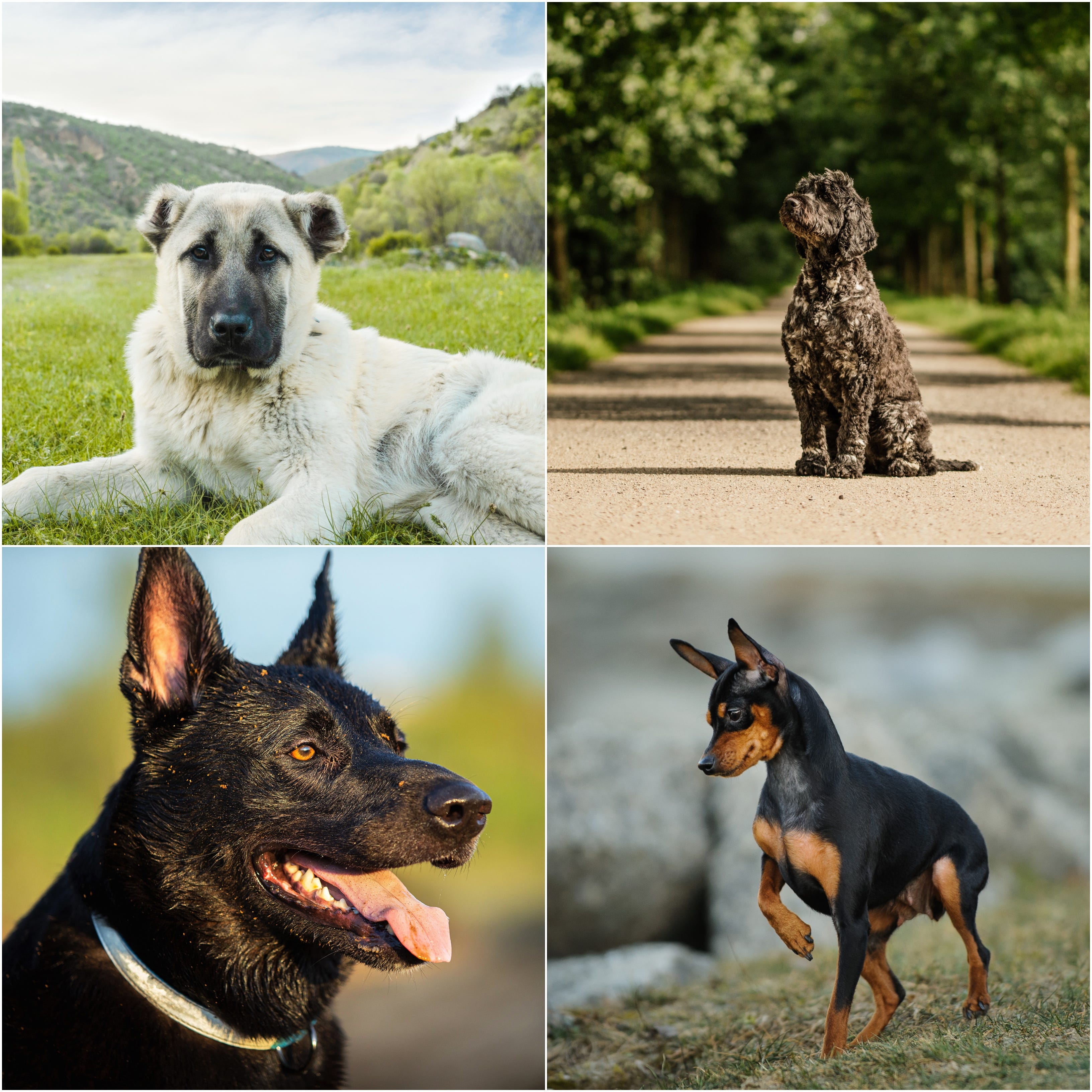 What Is The Most Well Behaved Dog Breed