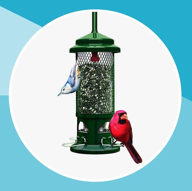best bird feeder