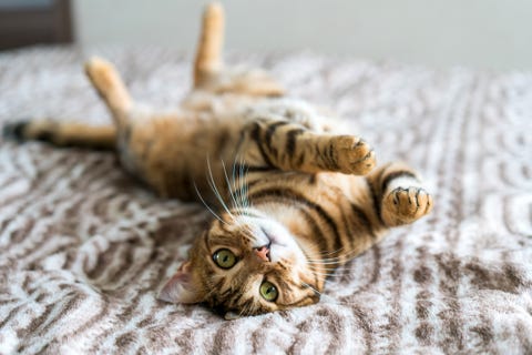 100 Best Boy Cat Names Cool Cute And Unique Names For Male Kittens 100 Best Boy Cat Names Cool Cute And Unique Names For Male Kittens
