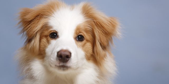 100 Best Boy Dog Names Cute And Unique Male Puppy Name Ideas