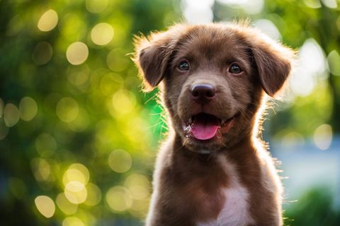105 Best Boy Dog Names Cute And Unique Male Puppy Name Ideas