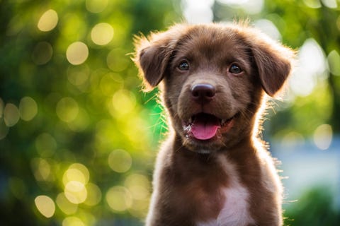 100 Best Boy Dog Names Cute And Unique Male Puppy Name Ideas 100 Best Boy Dog Names Cute And Unique Male Puppy Name Ideas