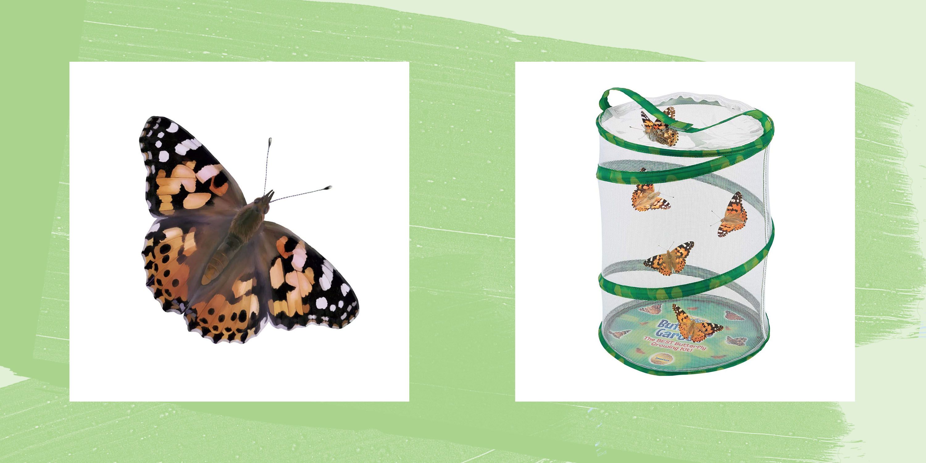 butterfly science kit