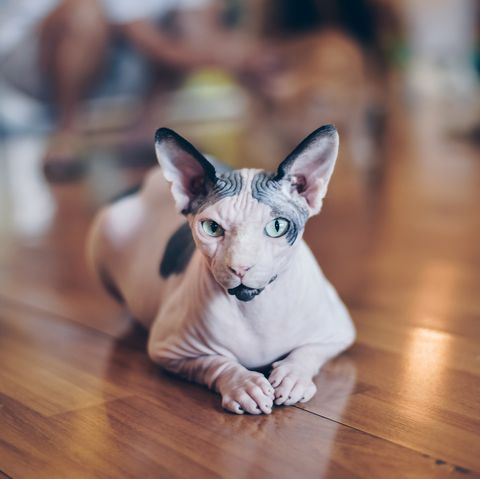 Portrait Of Sphynx Hairless Cat Sitting On Hardwood Floor