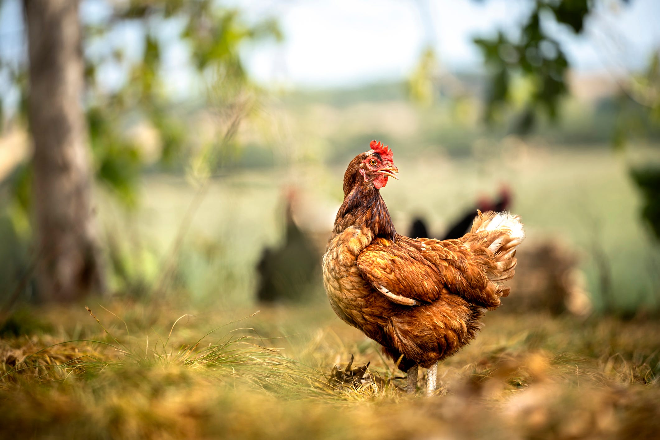 Best Chicken Names to Give Your Flock in 2024