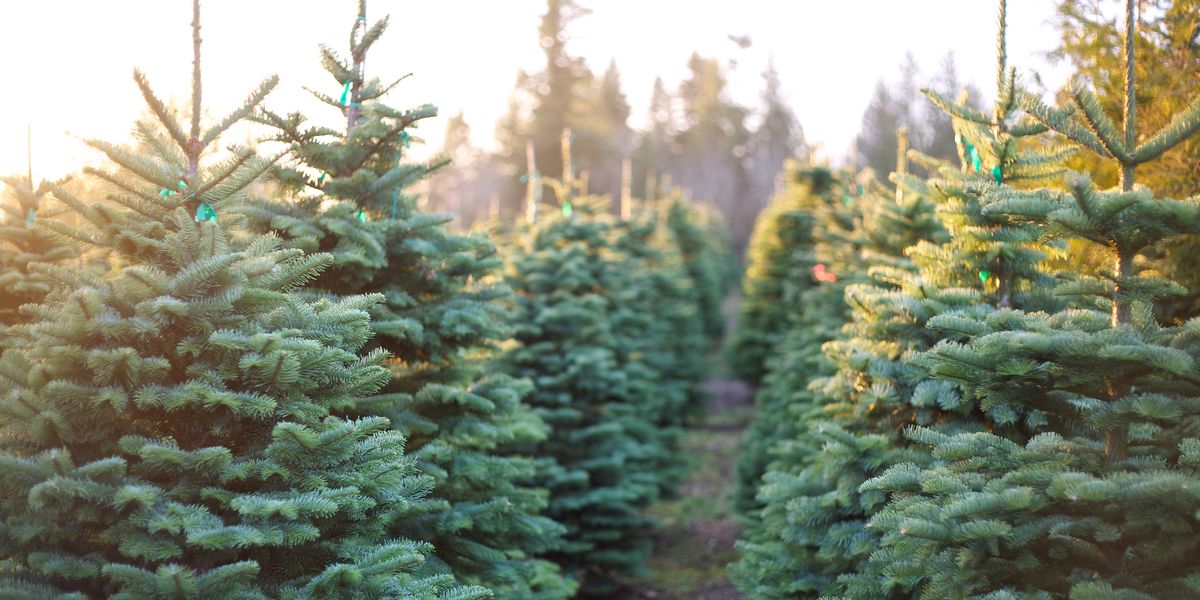 12 Best Christmas Tree Farms - Fun Christmas Tree Farms to Visit In The