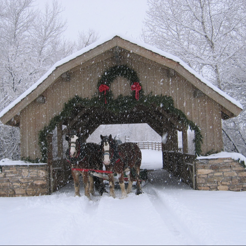 horses in the snow at covered bridge ranch in colorado