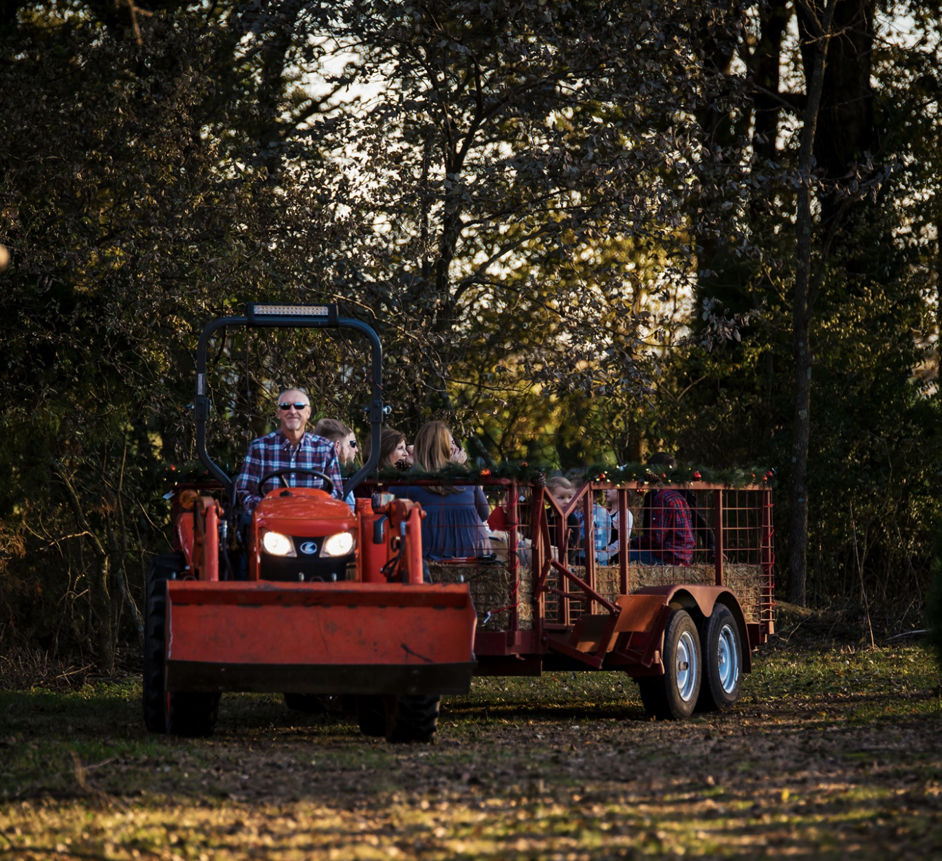 Christmas Tree Farms Near Me Best Christmas Tree Farms In U S   Best Christmas Tree Farms Wonderland Christmas Tree Farm Arkansas 1638137508 