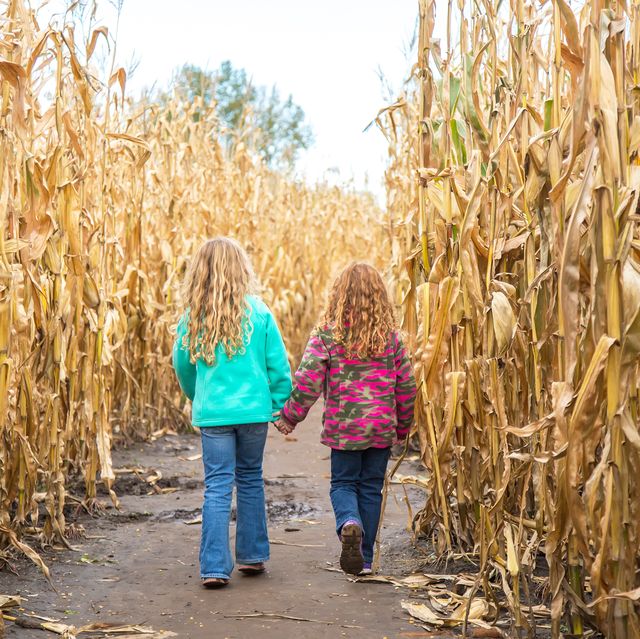 31 Best Corn Mazes Near Me - Best Haunted and Family-Friendly Corn ...