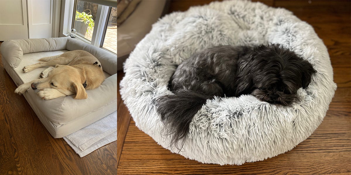 how do i choose the best dog bed