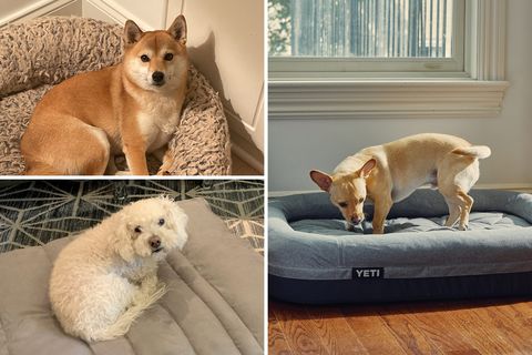 best dog beds for dogs
