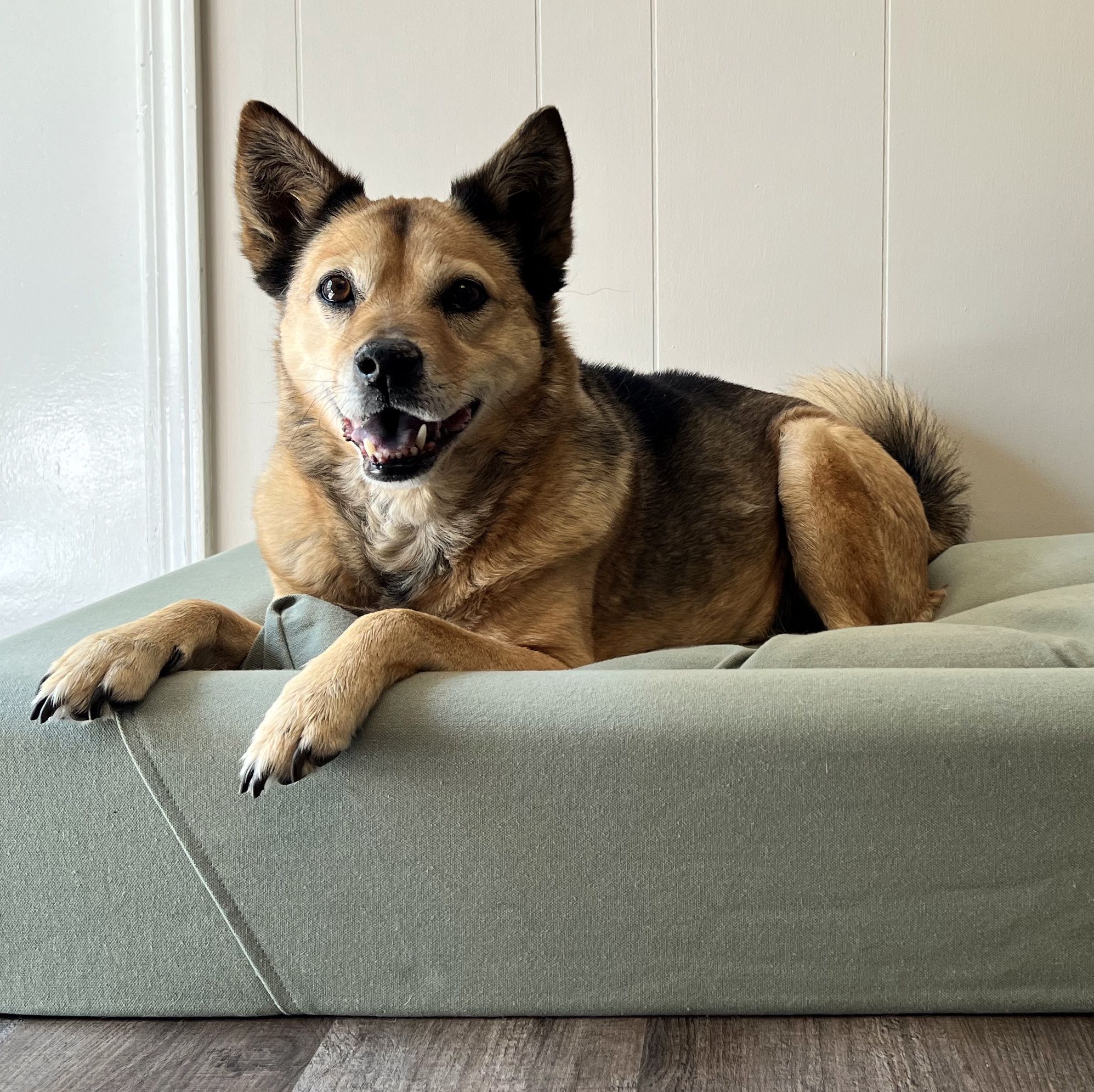 We Tested Tons of Dog Beds and These Made the Cut as the Best