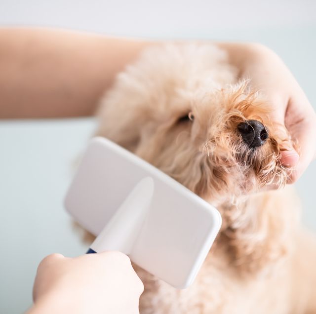 12 best dog brushes — dog grooming brush