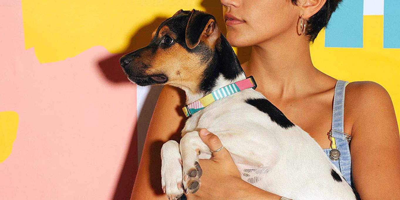 best dog collars for small dogs