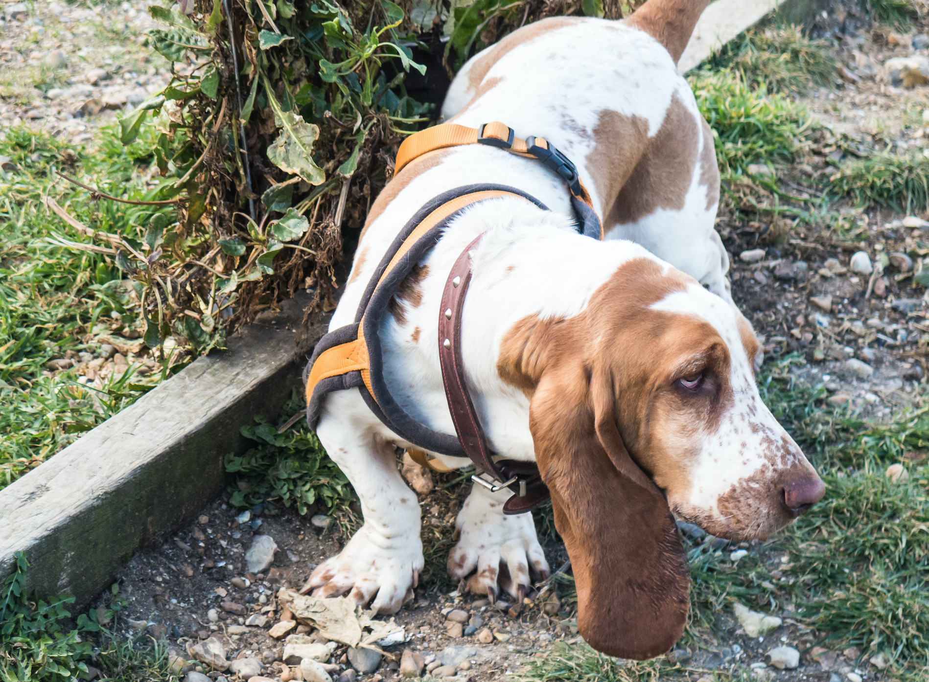 best harness for basset hound puppy