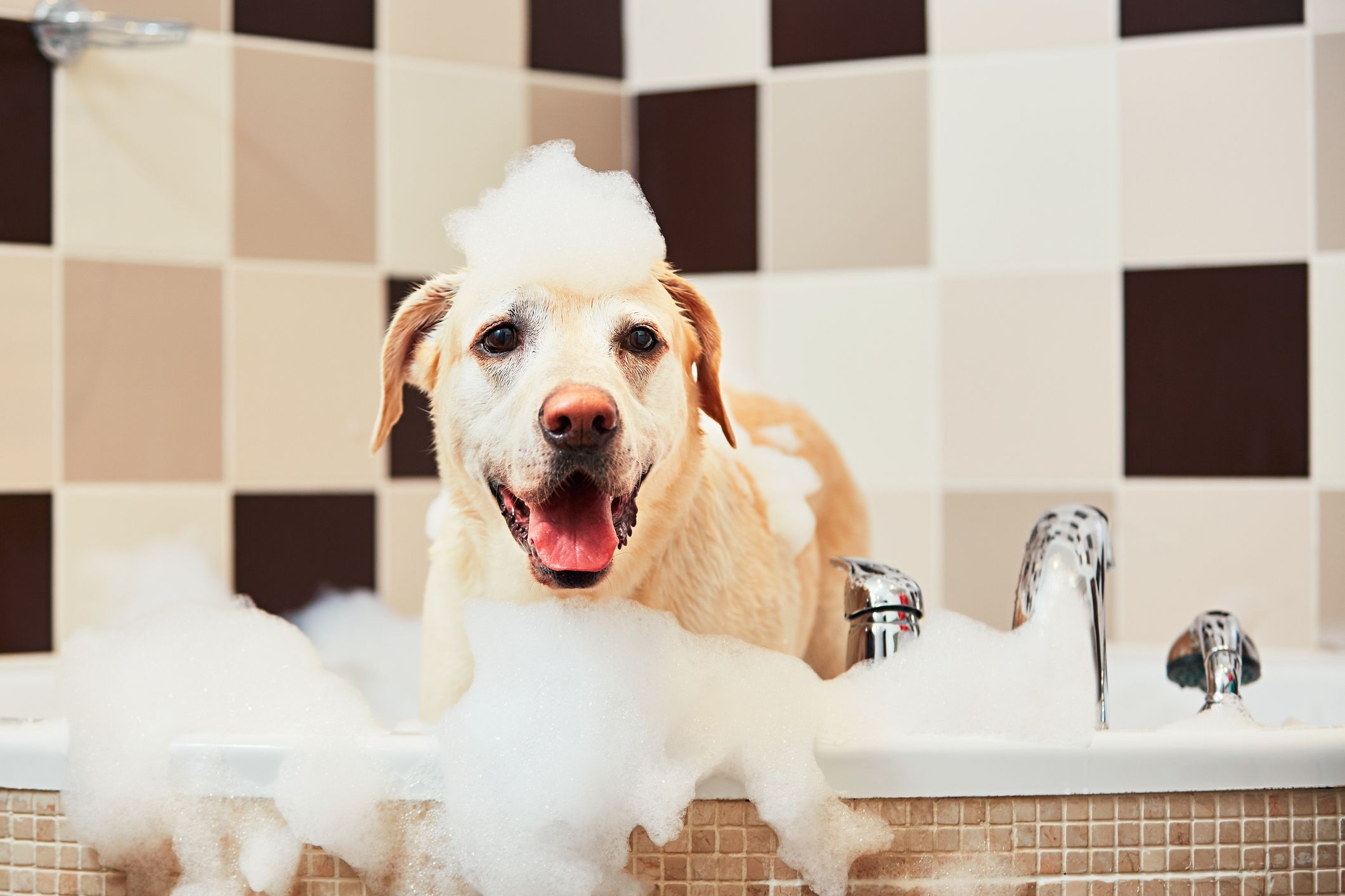 antiparasitic dog wash