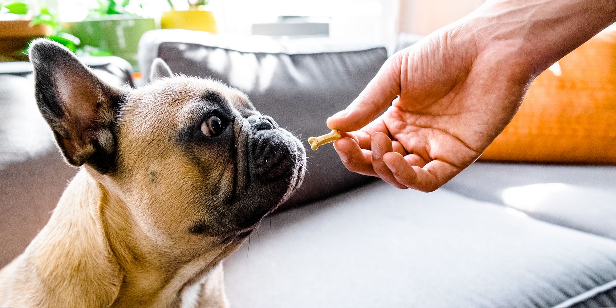 good buddy dog treats