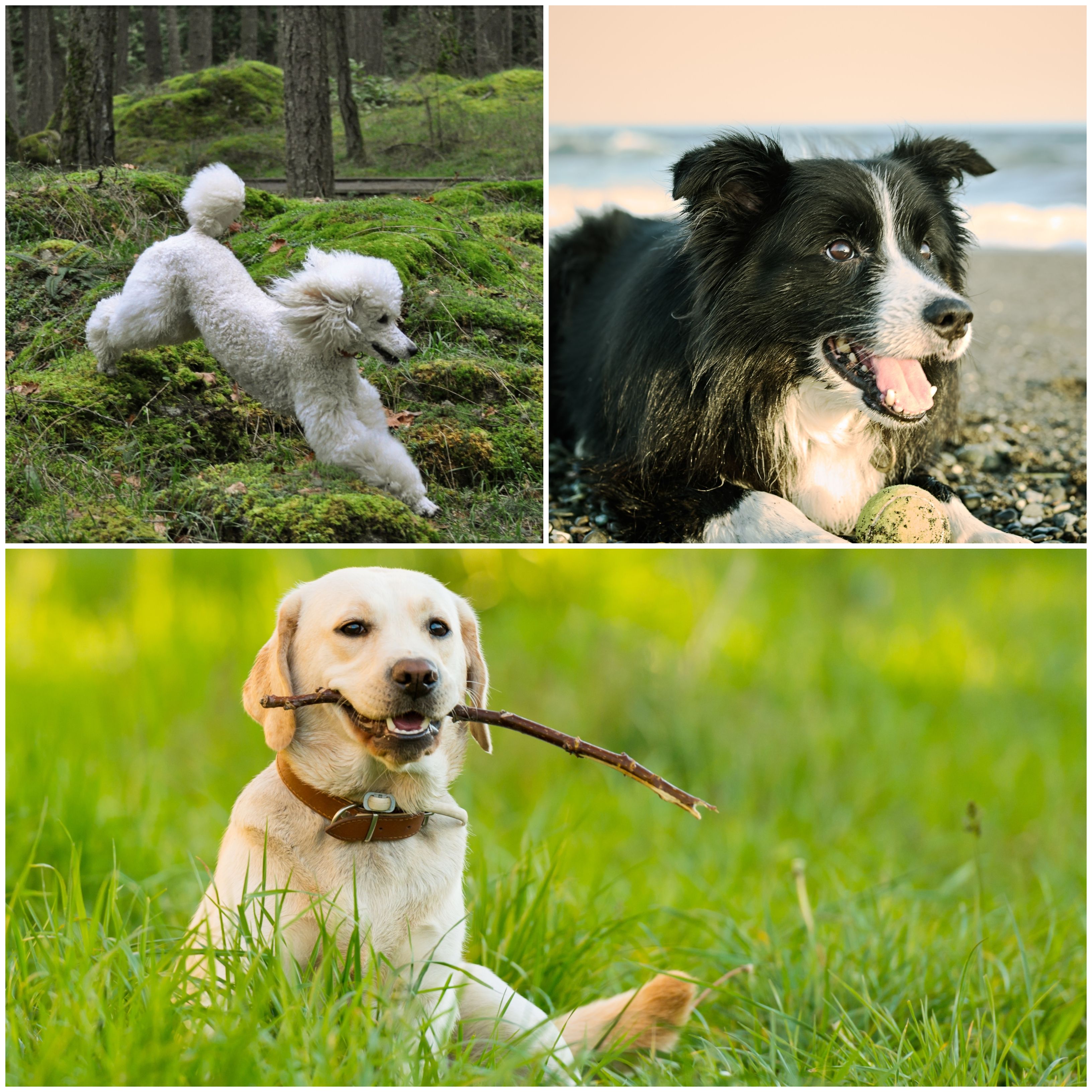 best dog breeds for working owners